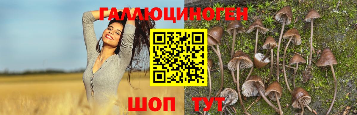 Тамбов  Галлюциногенные грибы прущие грибы  Вход с VPN 